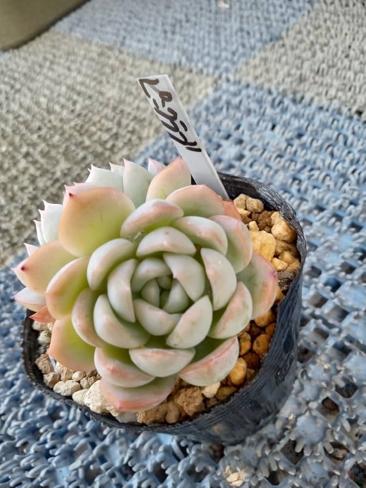 -*-様 B1528-2×20苗ピンクウィッチ抜き苗 多肉植物 エケベリア サボ 2025年最新】ピンクウィッチ 多肉の人気アイテム - メルカリ